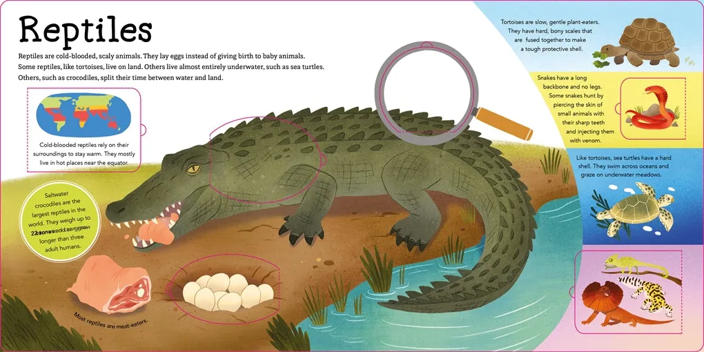Amazing Animals Lift The Flap Book