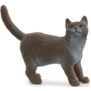 British Shorthair Cat