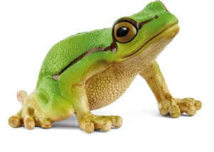 European Tree Frog