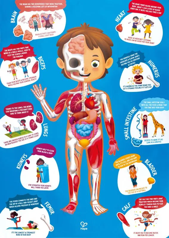 Hape 60 Piece Human Body Puzzle